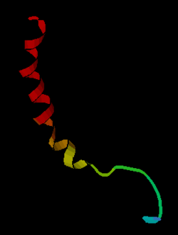 Neuropéptido Y (NPY)